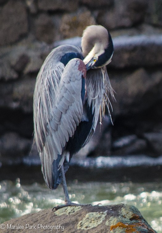 Great Blue Heron