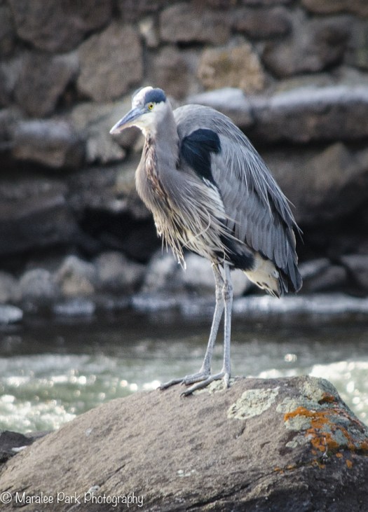 Great Blue Heron