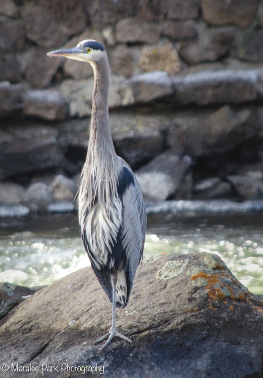 Great Blue Heron
