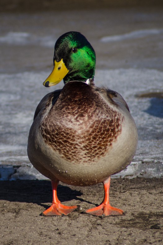 Ducks Sunbathing