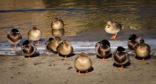Ducks Sunbathing