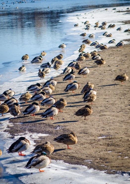 Ducks Sunbathing