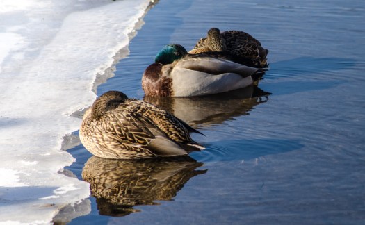 Ducks Sunbathing