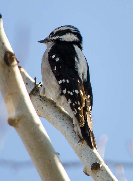 Downy Woodpecker