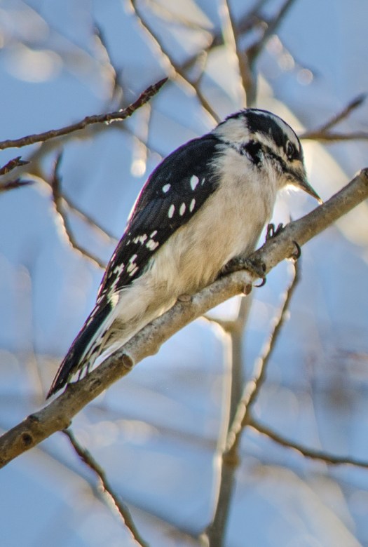 Downy Woodpecker