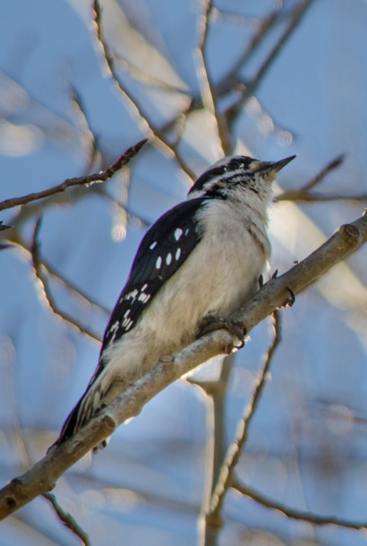 Downy Woodpecker