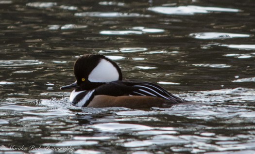 Male Hooded Merganser