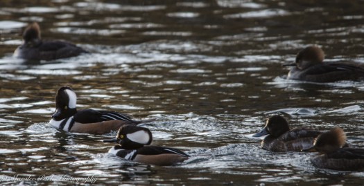 Hooded Merganser couples