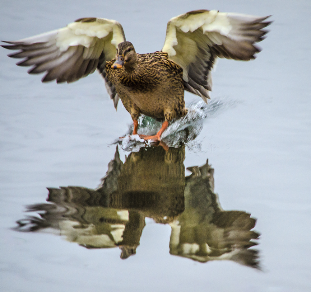 Duck landing on the river