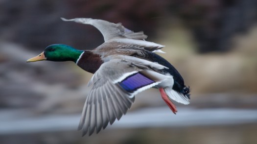 Duck fly-by