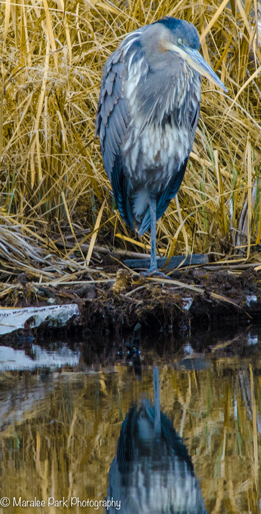 Great Blue Heron