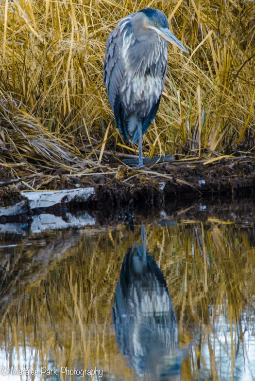 Great Blue Heron