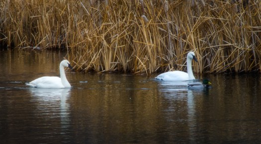 Swans