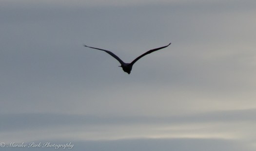 Great Blue Heron in flight