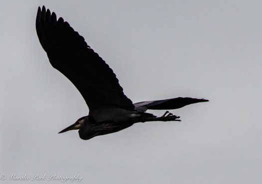 Great Blue Heron in flight