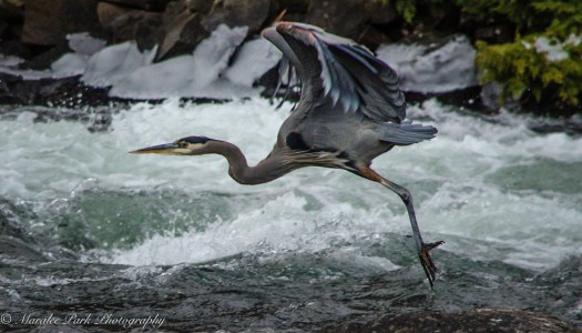 Great Blue Heron in flight