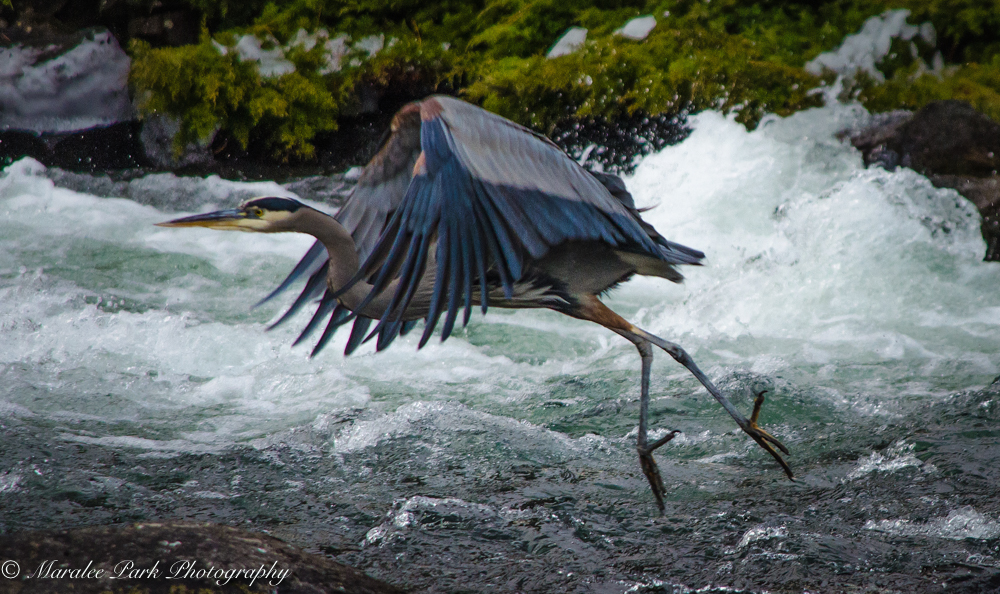 Great Blue Heron in flight