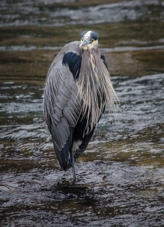 Great Blue Heron