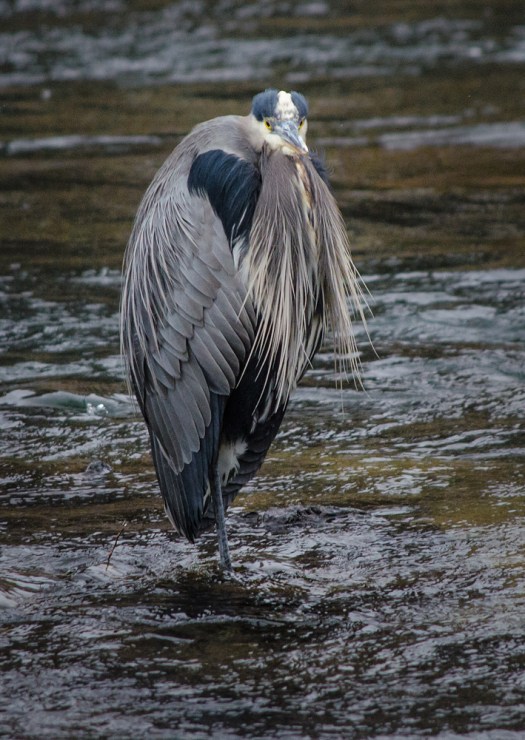 Great Blue Heron