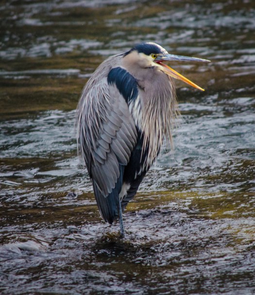 Great Blue Heron