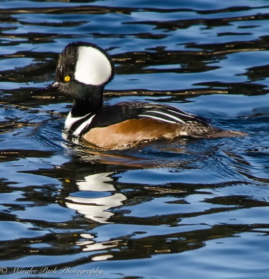 Hooded Merganser