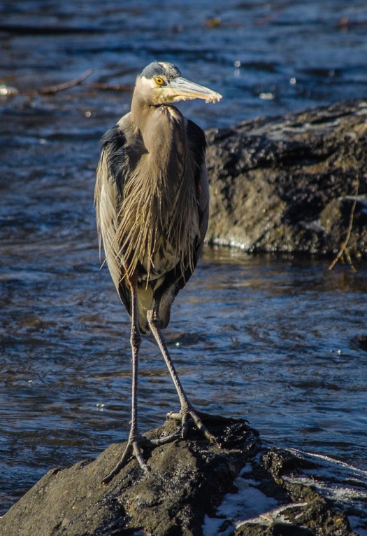 Great Blue Heron
