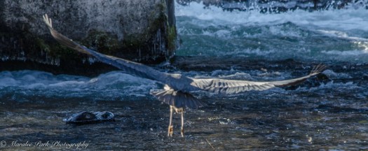 Great Blue Heron in flight