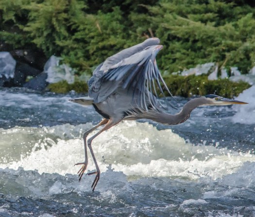Great Blue Heron