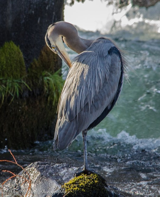 Great Blue Heron