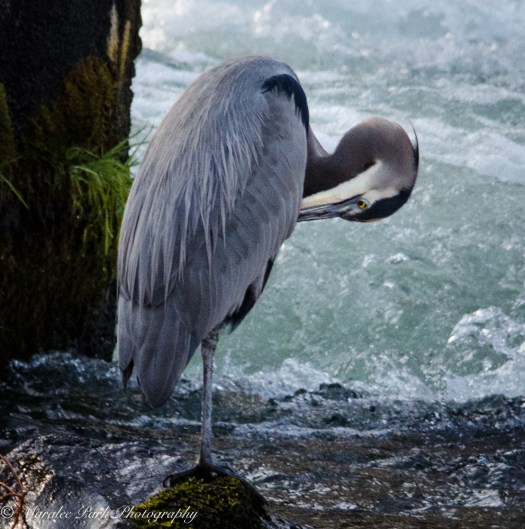 Great Blue Heron