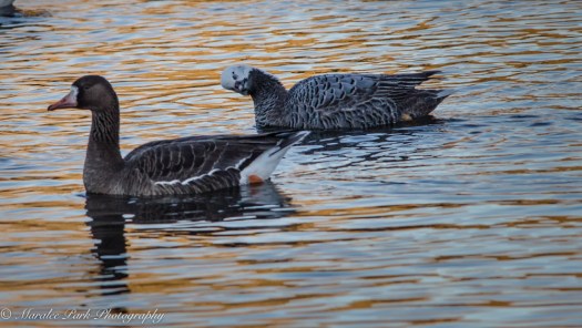 Emperor Goose with Greater White-Fronted Goose