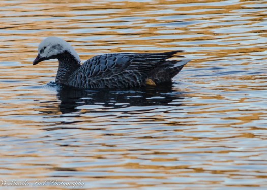 Emperor Goose