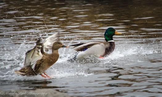 Duck landing on water