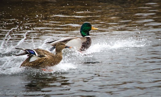 Duck landing on water