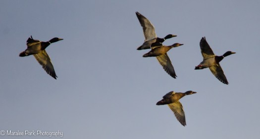 Ducks in Flight