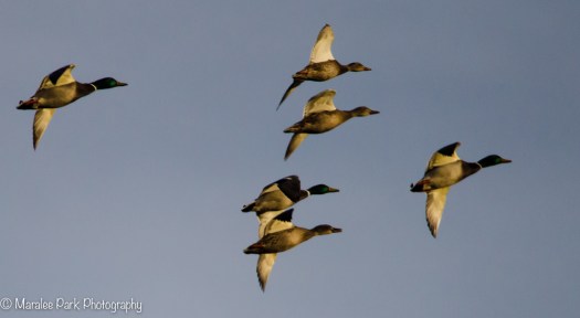 Ducks in Flight