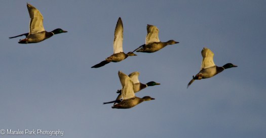 Ducks in Flight