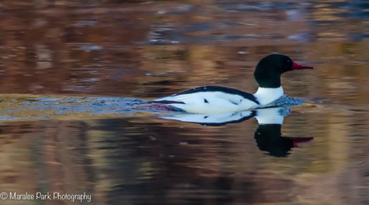 Male Common Merganser