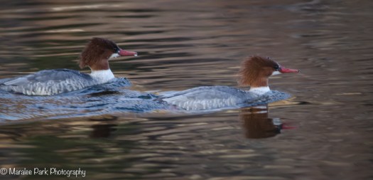 Female Common Merganser