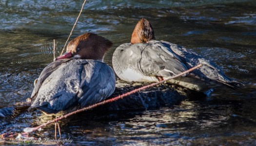 Two female mergansers