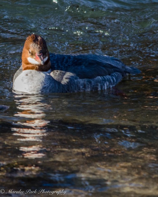 Merganser