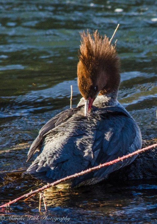 Merganser