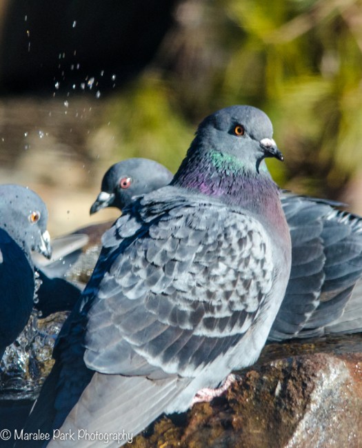 Pigeons playing in water
