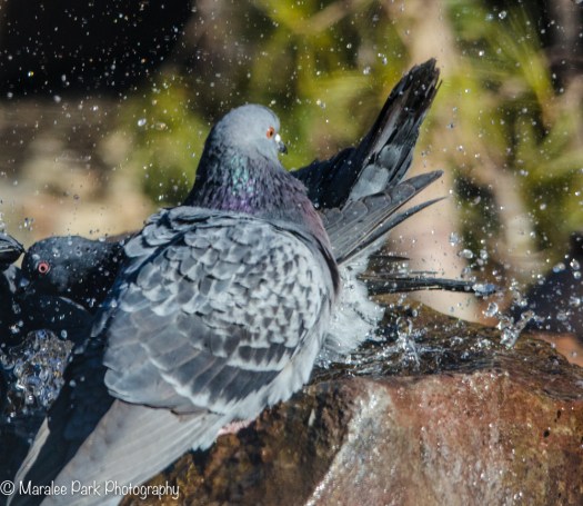 Pigeons playing in water