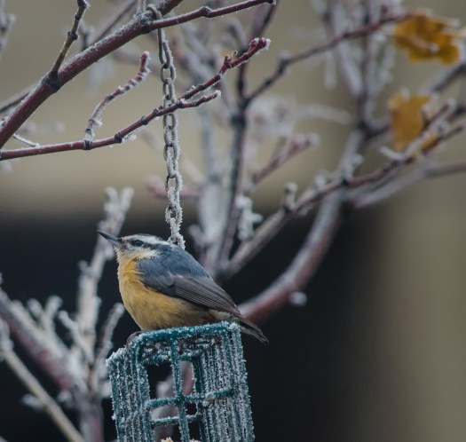 Red-Breasted Nuthatch