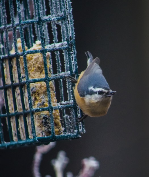 Red-Breasted Nuthatch