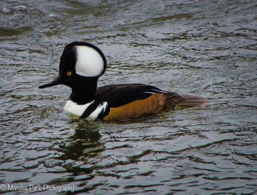 Hooded Merganser