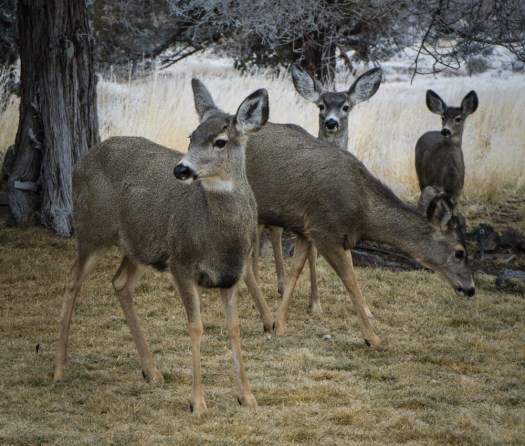 A deer family