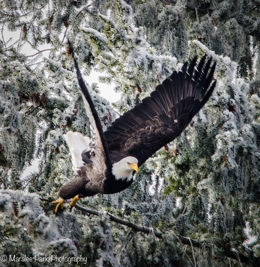 Bald Eagle in flight
