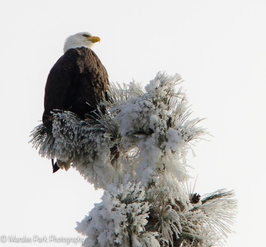 Bald Eagle